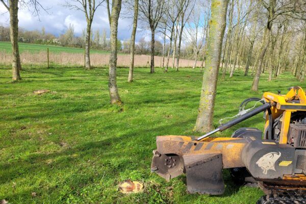 Tree Stump Grinding In Acton Near Sudbury Suffolk