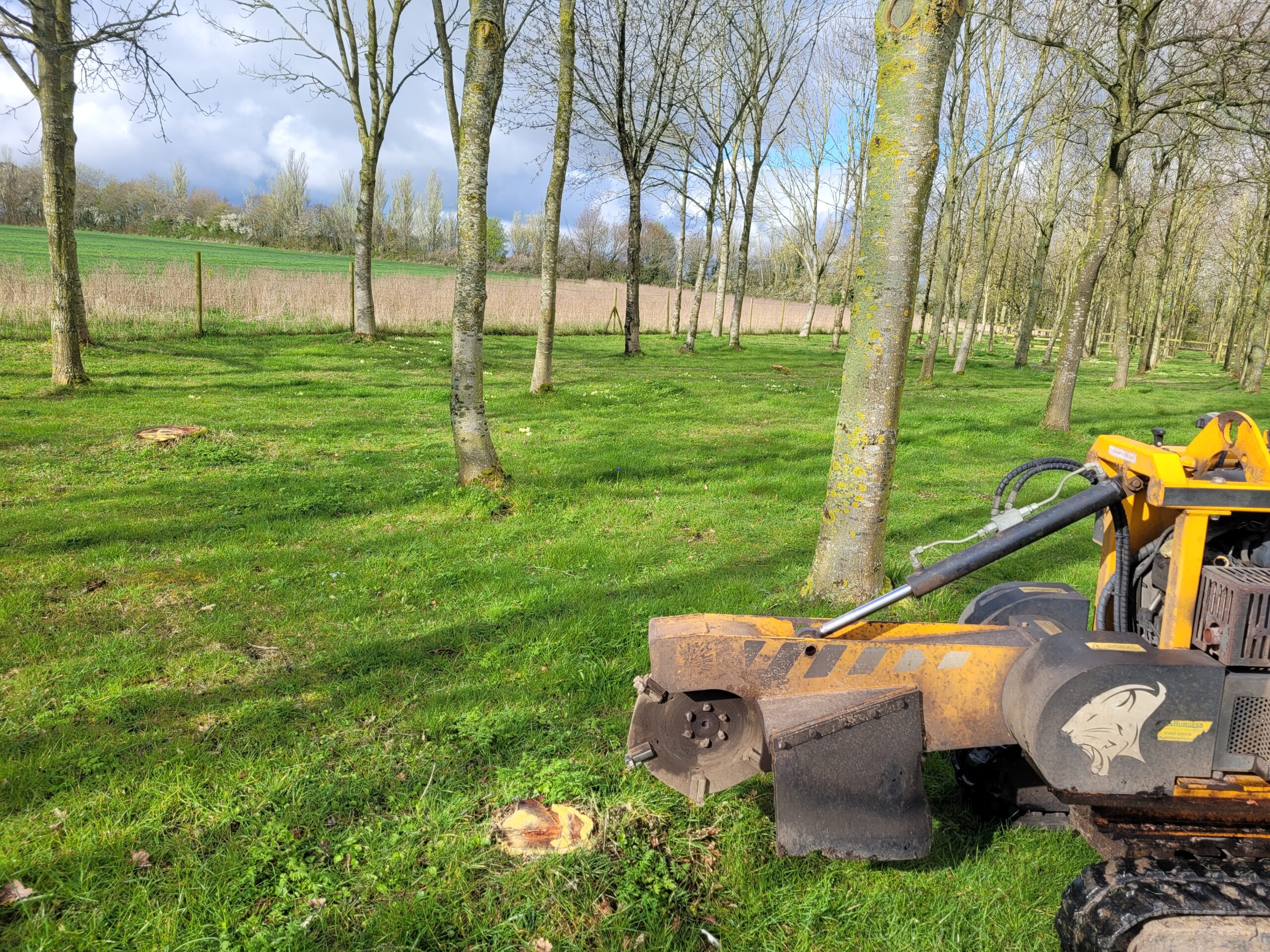 Tree Stump Grinding In Acton Near Sudbury Suffolk