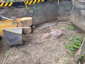 Tree Stump Grinding At Bury St Edmunds Suffolk