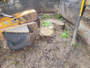 Tree Stump Grinding At Bury St Edmunds Suffolk