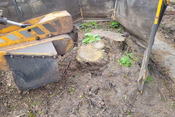 Tree Stump Grinding At Bury St Edmunds Suffolk