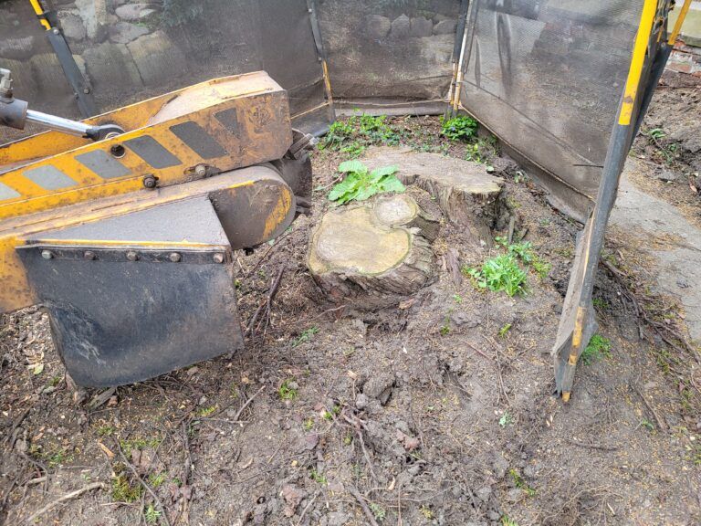 Tree Stump Grinding At Bury St Edmunds Suffolk