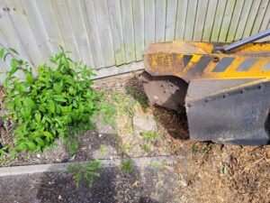 Tree Stump Grinding In Haverhill Suffolk