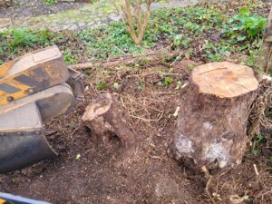 Tree Stump Grinding At Hundon