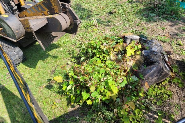 Stump Grinding In Great Yeldham On The Essex/Suffolk Border